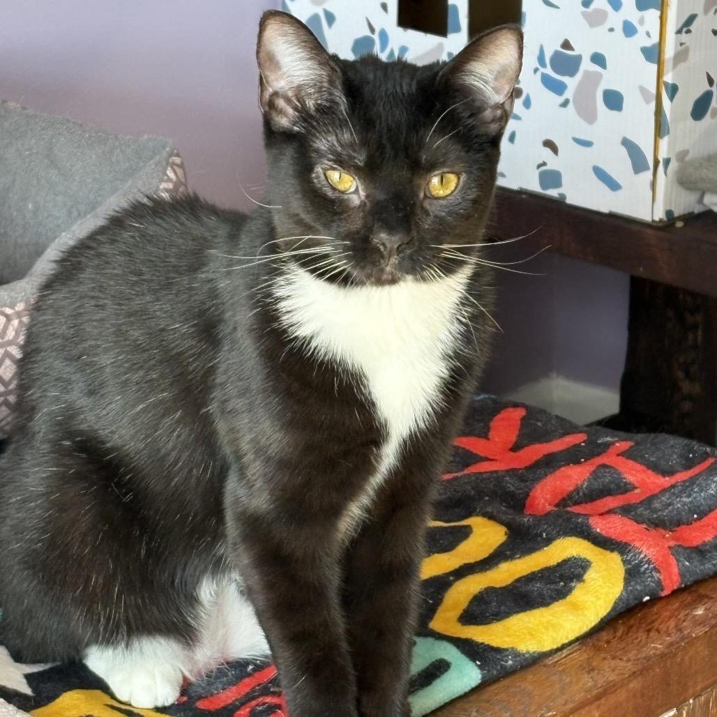 Buttons — thumbnail 2