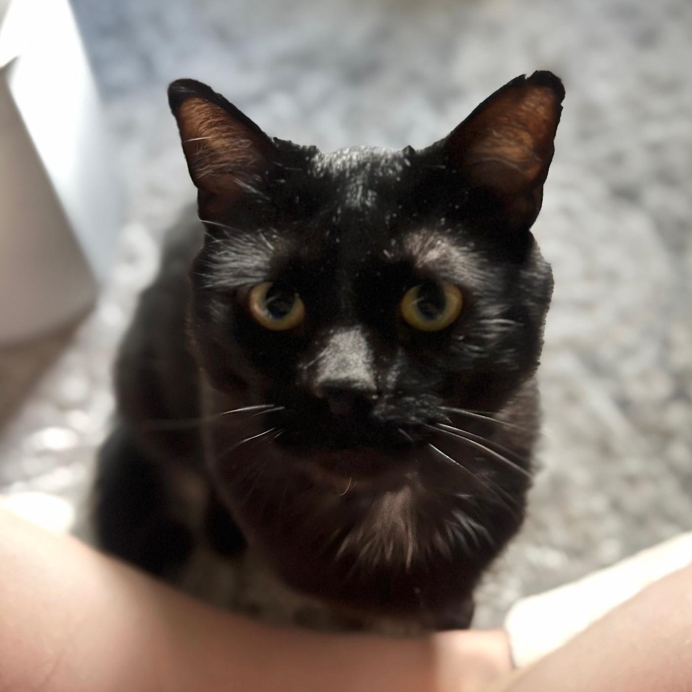 Bear, a ADOPTABLE Domestic Short Hair in Plymouth, MN image 4/6