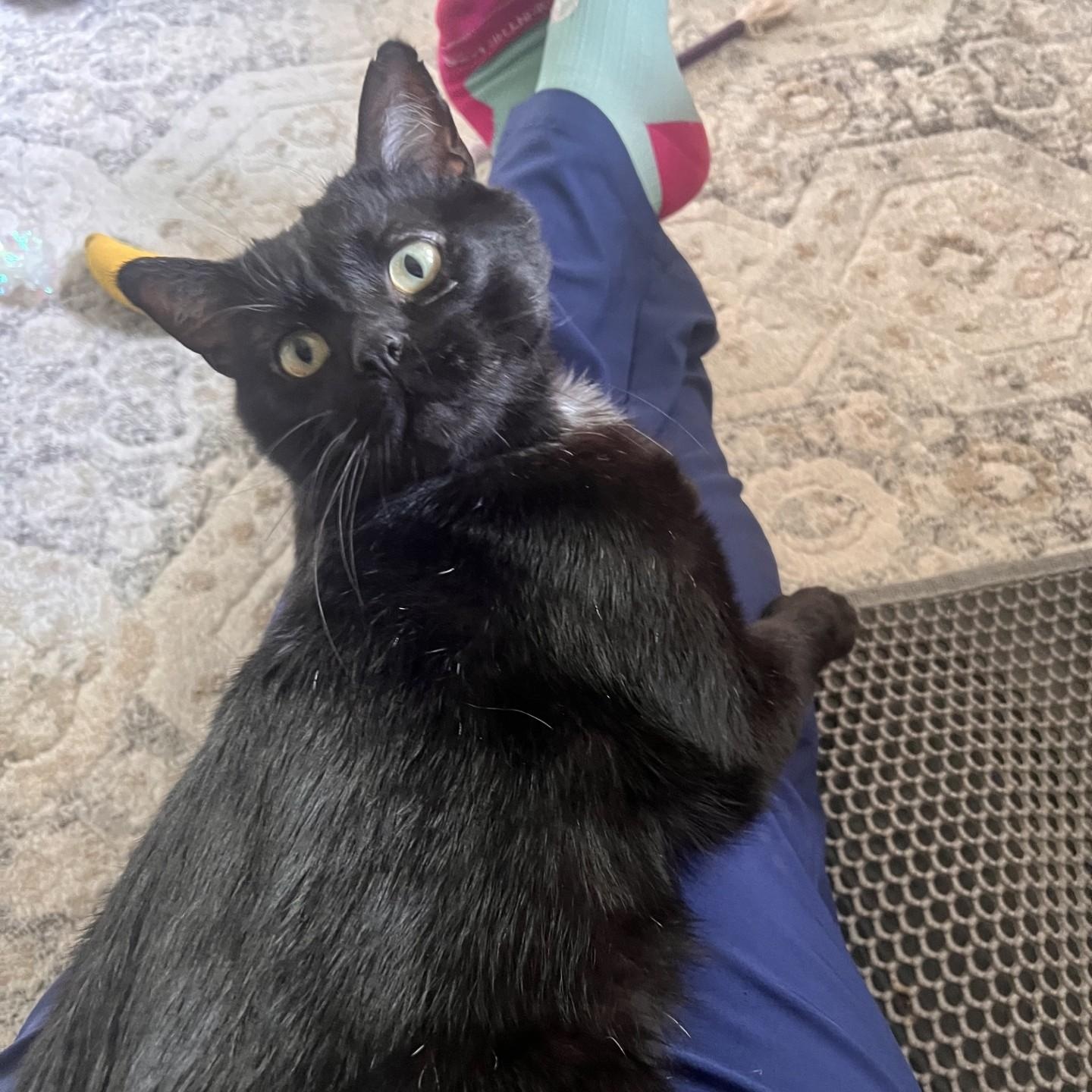 Bear, a ADOPTABLE Domestic Short Hair in Plymouth, MN image 6/6