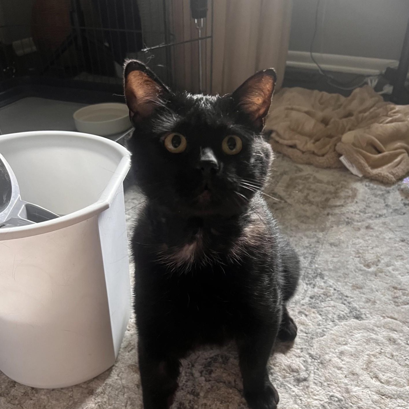 Bear, ADOPTABLE, Young Male Domestic Short Hair.