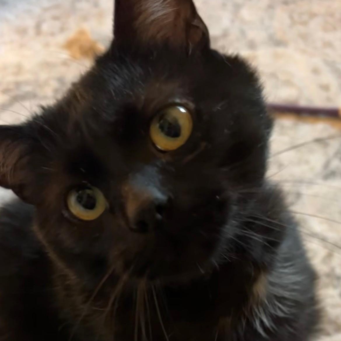 Bear, a ADOPTABLE Domestic Short Hair in Plymouth, MN image 3/6