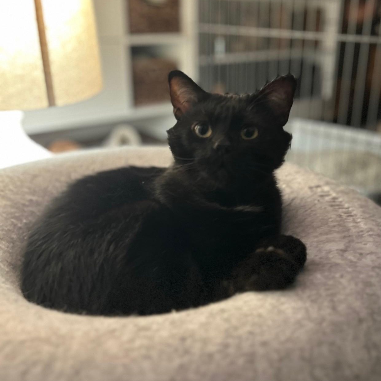 Bear, a ADOPTABLE Domestic Short Hair in Plymouth, MN image 2/6