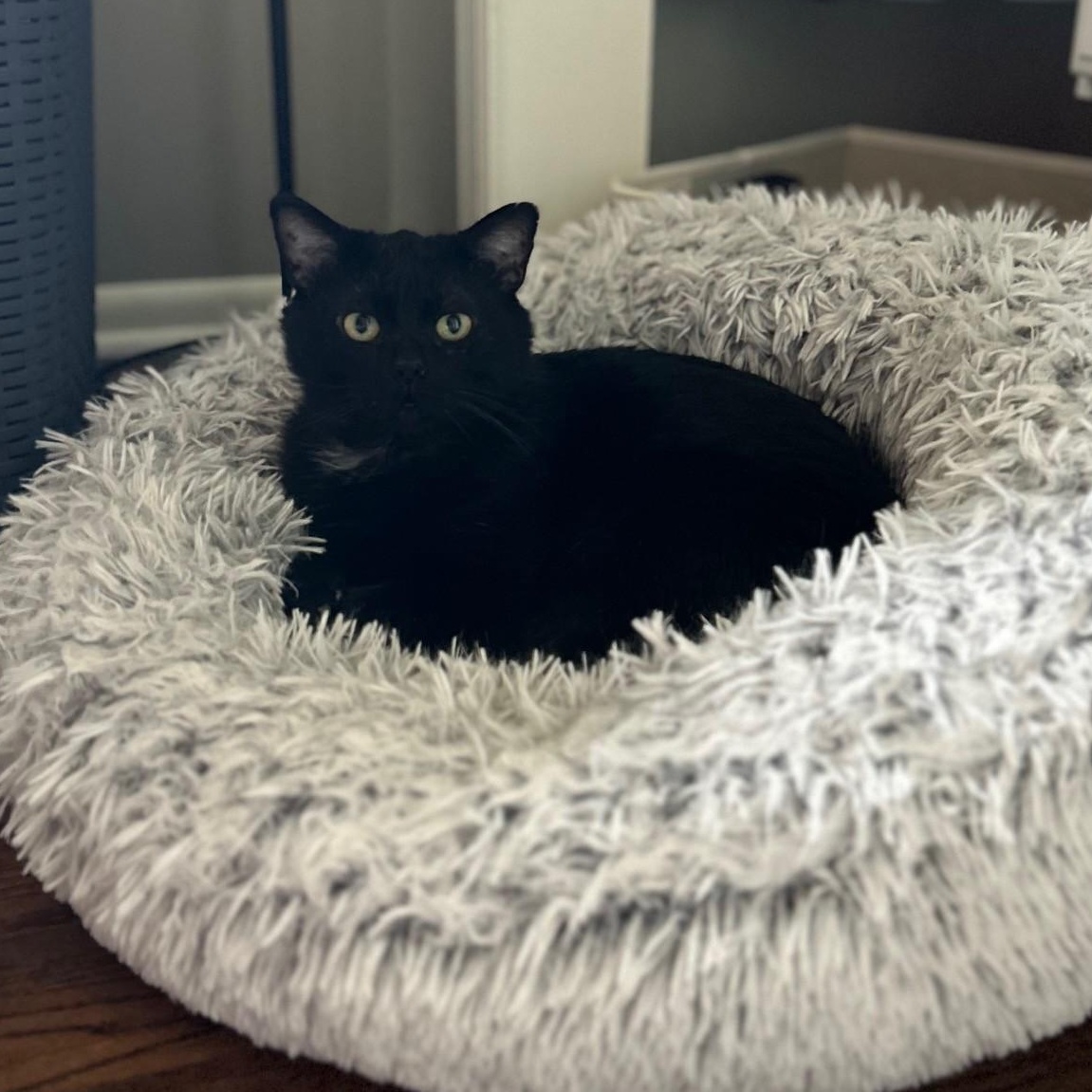 Bear, a ADOPTABLE Domestic Short Hair in Plymouth, MN image 5/6
