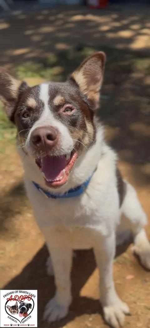 Enlarge Buddy, a ADOPTABLE mixed breed in Shasta Lake, CA image 2/3