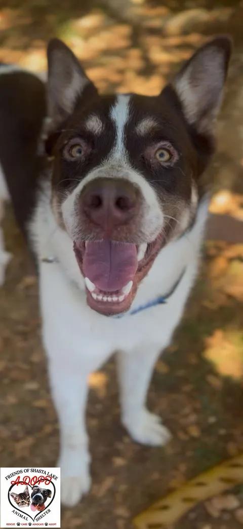 Enlarge Buddy, a ADOPTABLE mixed breed in Shasta Lake, CA image 3/3