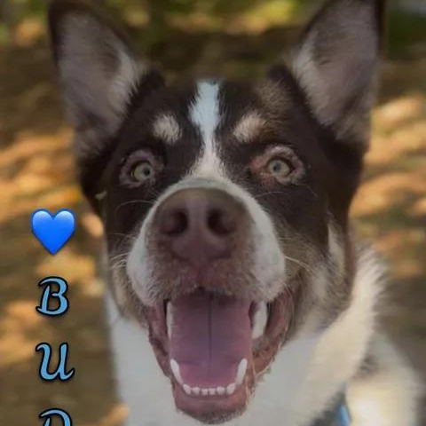 Buddy, ADOPTABLE, Adult Male Great Pyrenees & Husky.