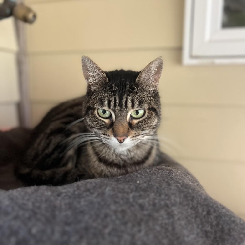 Princess Leia, Adoptable, Adult Female Domestic Short Hair.