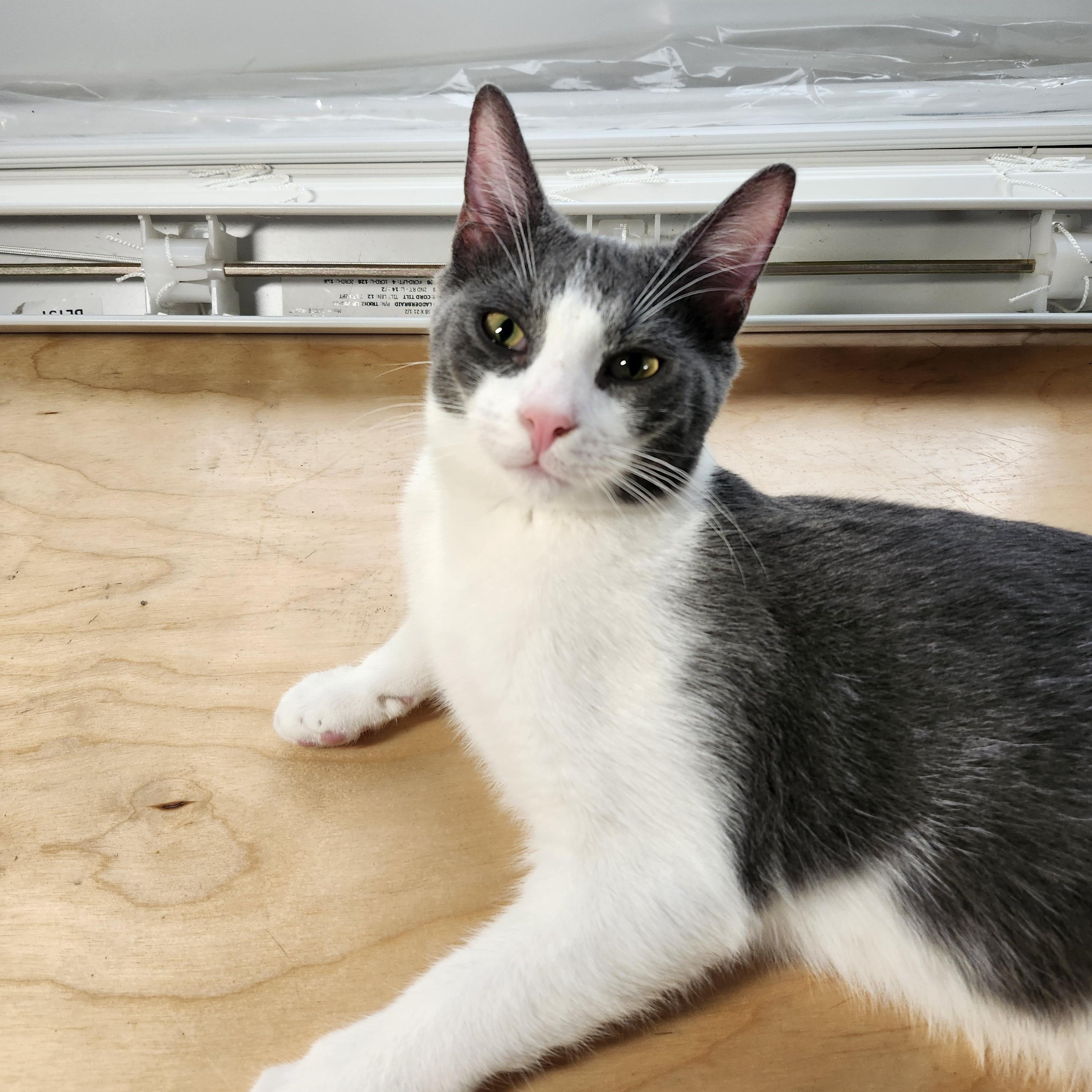 Enlarge Teddy - RADAR EARS TO IGNORE YOU WITH BUT LOVE TO GIVE FOR DAYS, a Adoptable American Shorthair in Bristow, VA image 1/3