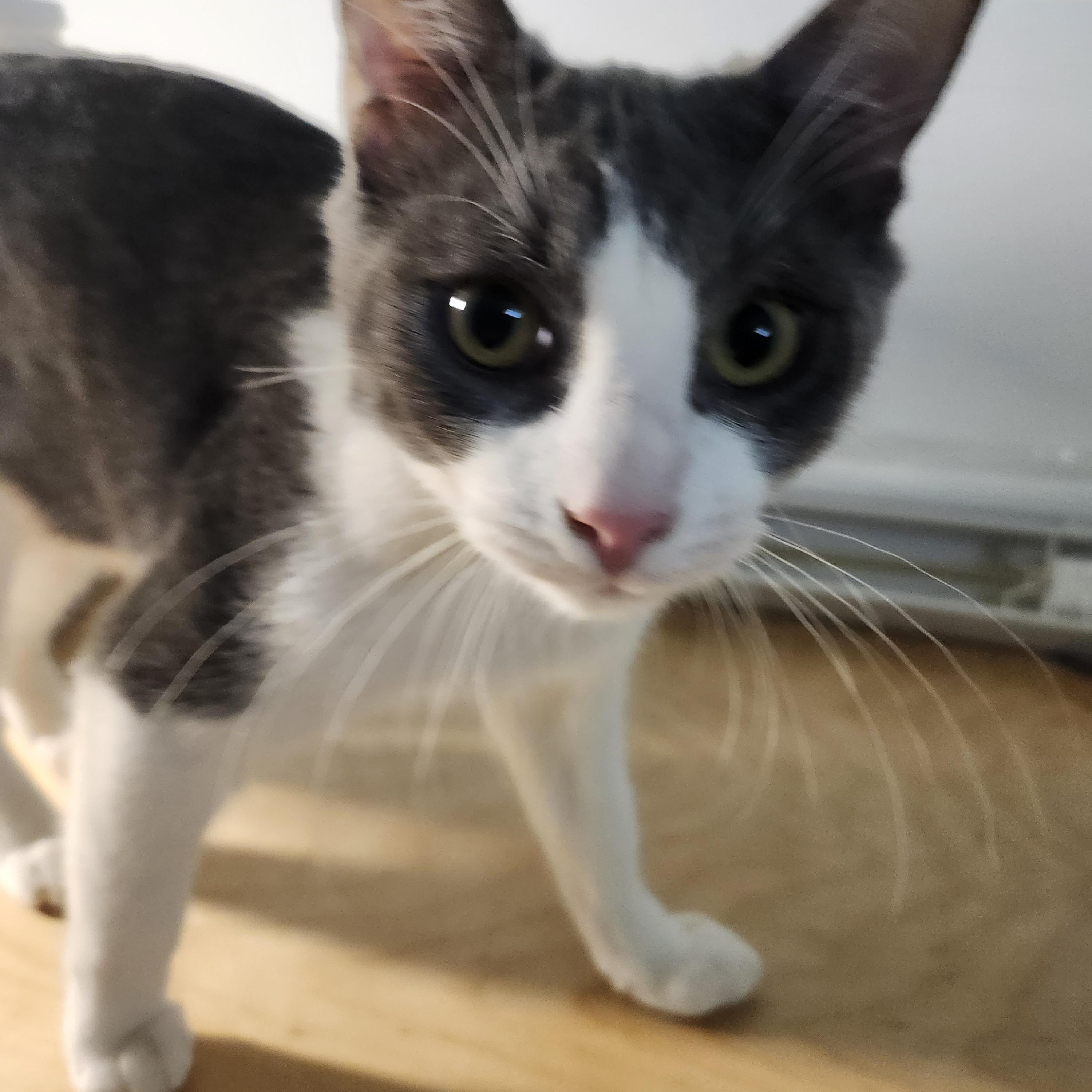 Enlarge Teddy - RADAR EARS TO IGNORE YOU WITH BUT LOVE TO GIVE FOR DAYS, a Adoptable American Shorthair in Bristow, VA image 3/3