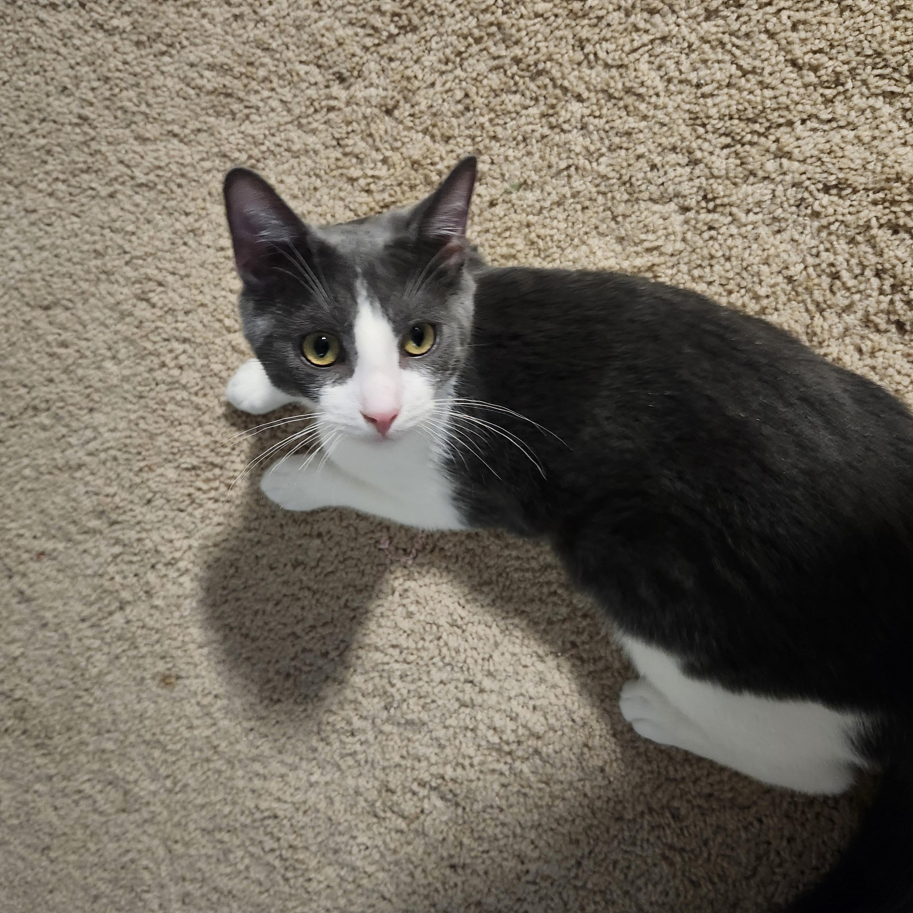 Enlarge Teddy - RADAR EARS TO IGNORE YOU WITH BUT LOVE TO GIVE FOR DAYS, a Adoptable American Shorthair in Bristow, VA image 2/3