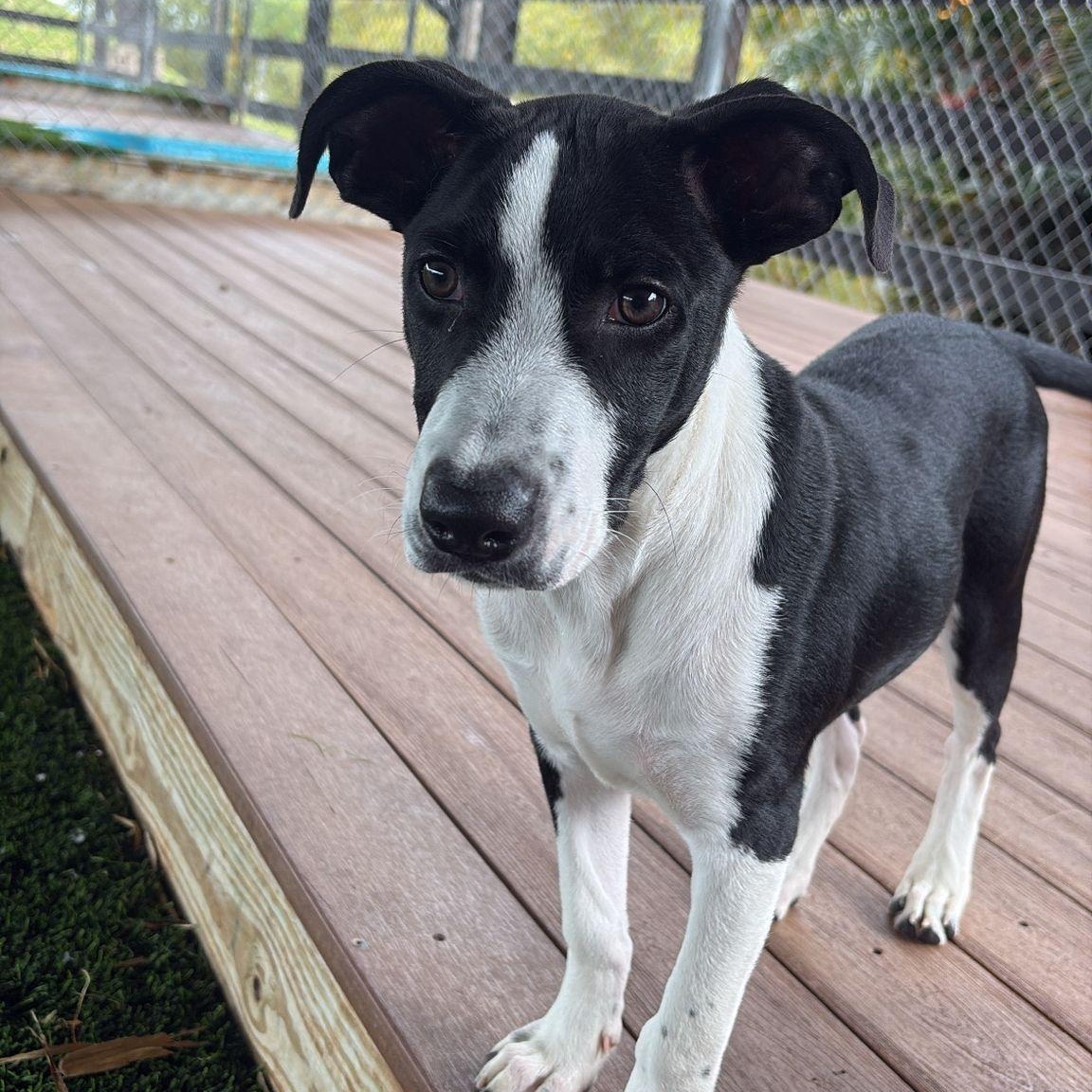 Rudolph, a Adoptable Mixed Breed in Warwick, RI image 1/4