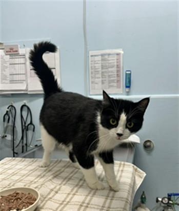 SPICE, Adoptable, Adult Female Domestic Short Hair.