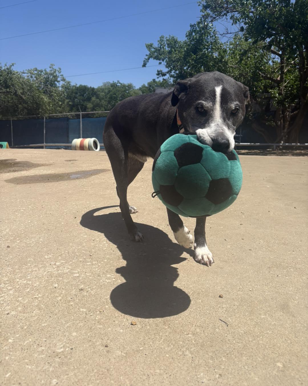 Enlarge Baxter, a Adoptable mixed breed in Kansas City, MO image 1/6