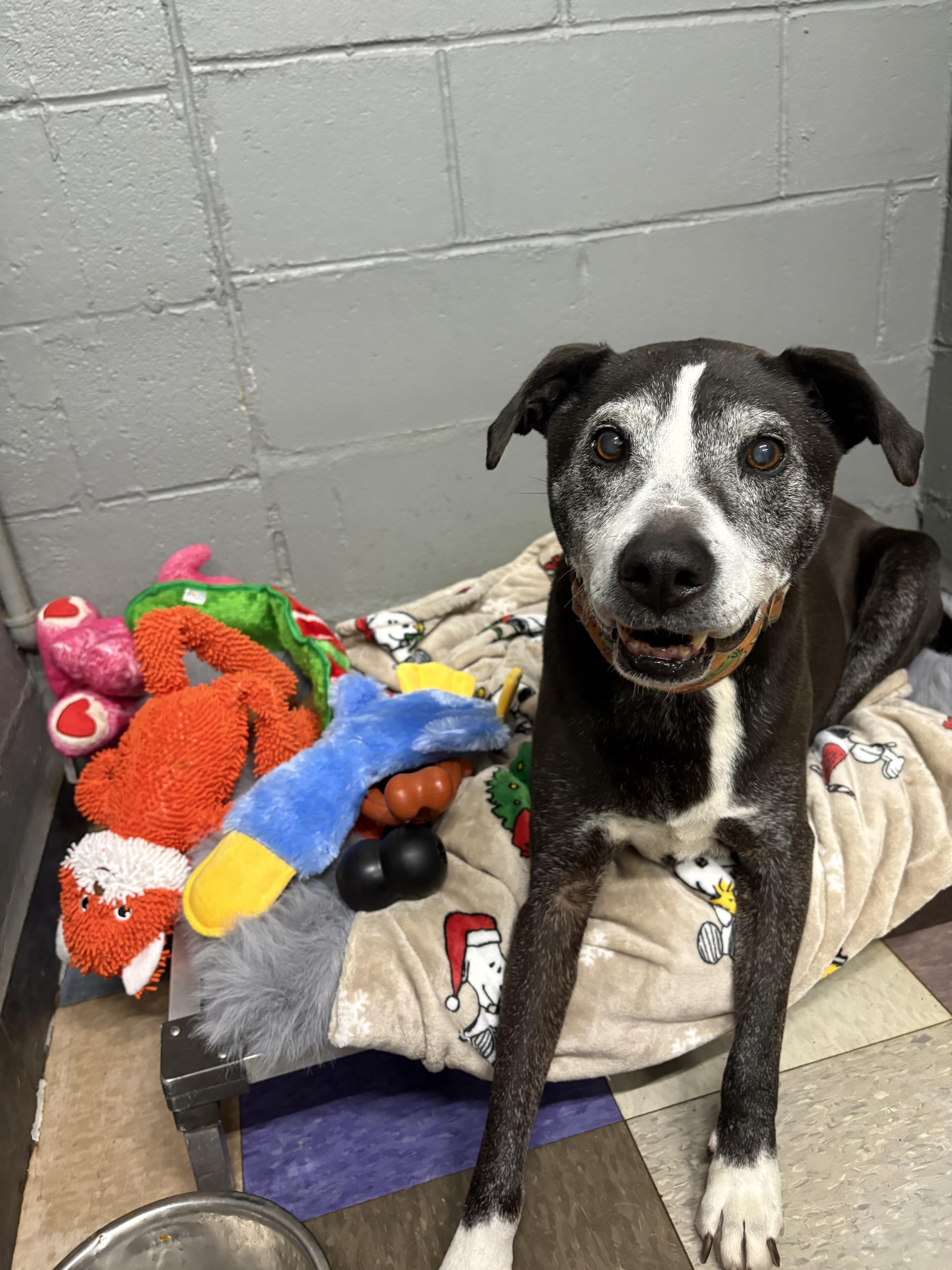 Enlarge Baxter, a Adoptable mixed breed in Kansas City, MO image 2/6
