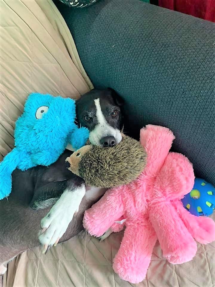 Enlarge Baxter, a Adoptable mixed breed in Kansas City, MO image 2/6