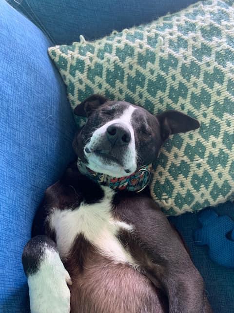 Enlarge Baxter, a Adoptable mixed breed in Kansas City, MO image 3/6