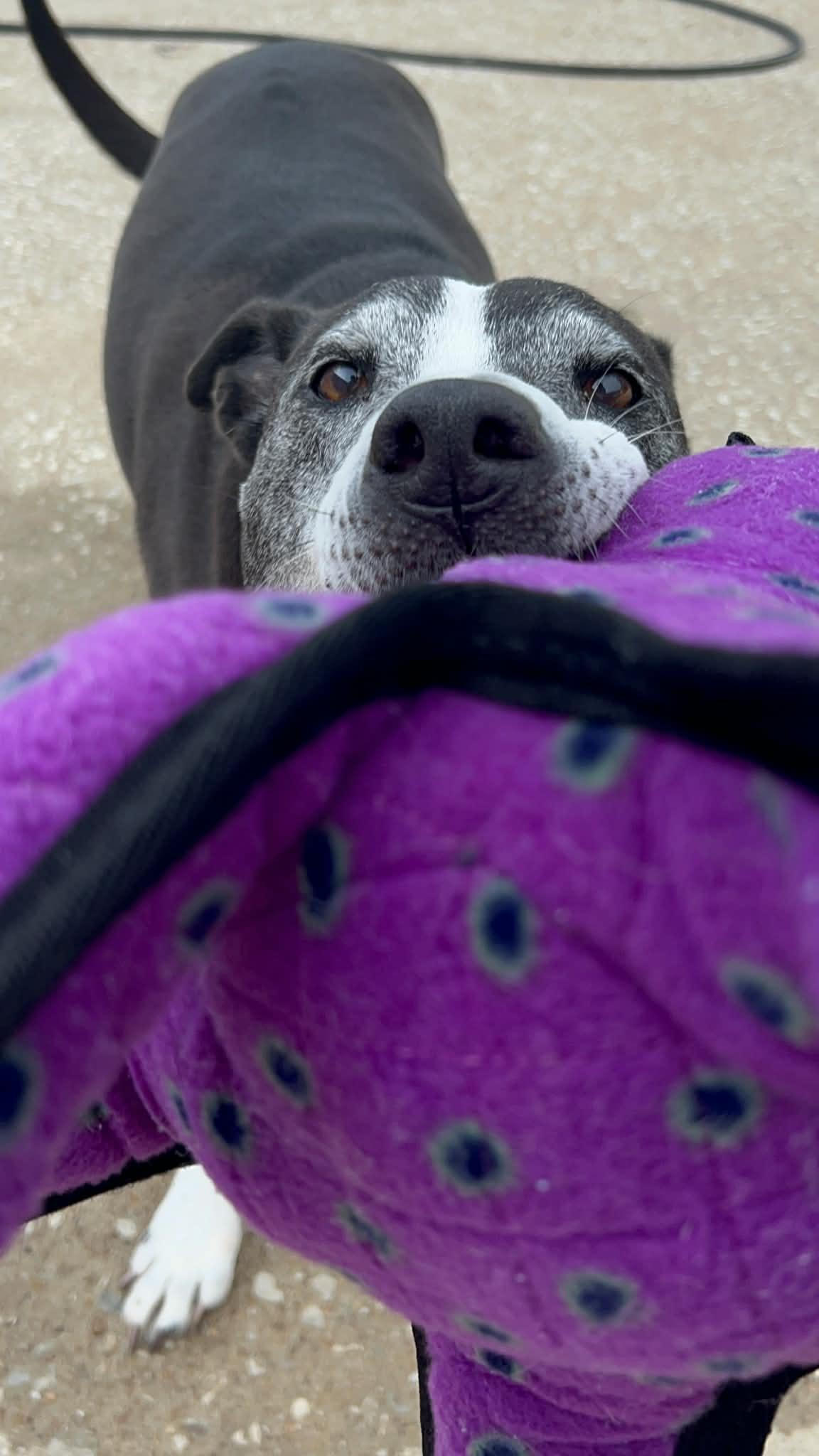Enlarge Baxter, a Adoptable mixed breed in Kansas City, MO image 4/6