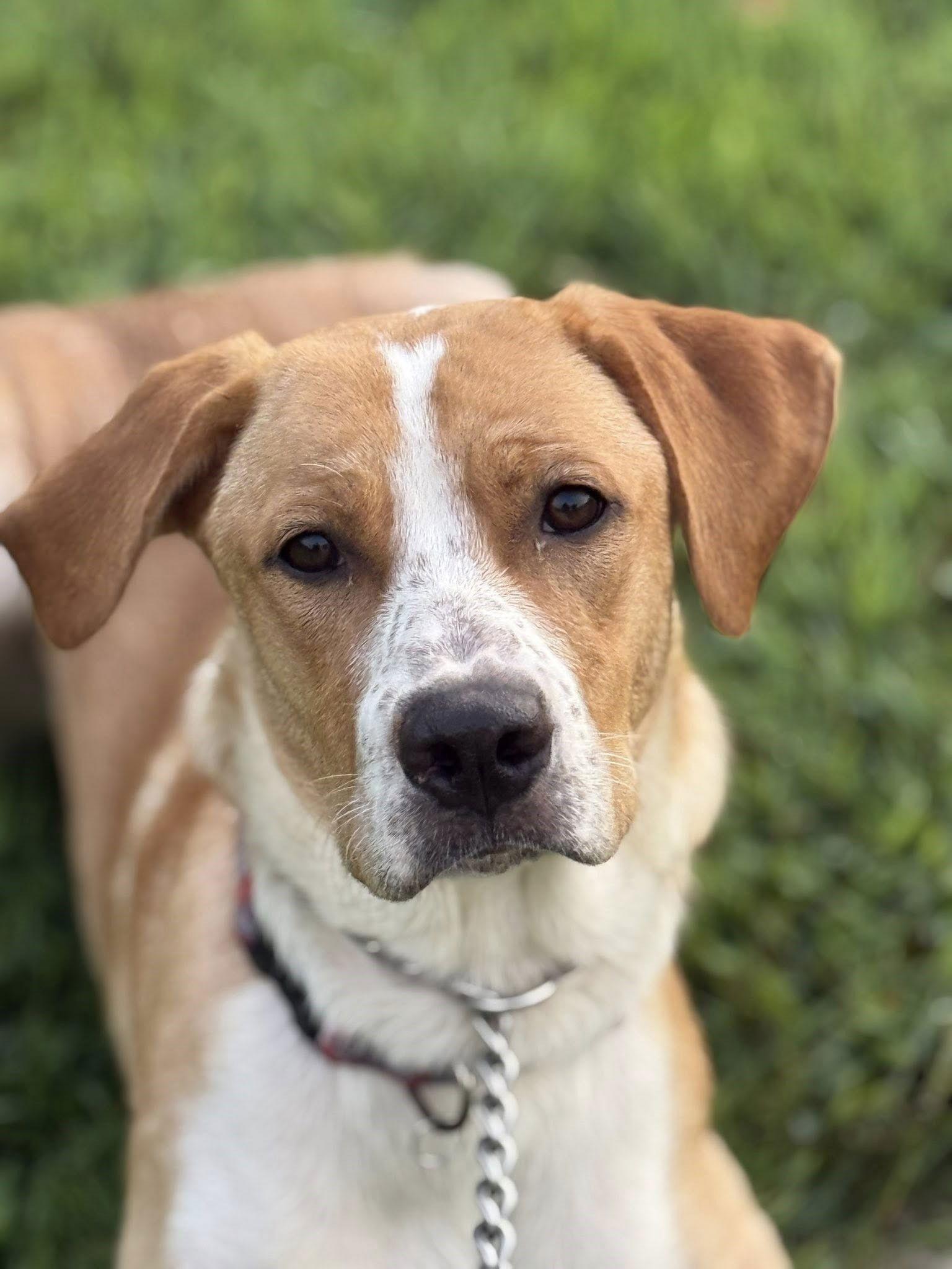 Enlarge Hoss, a Adoptable mixed breed in Attalla, AL image 1/2