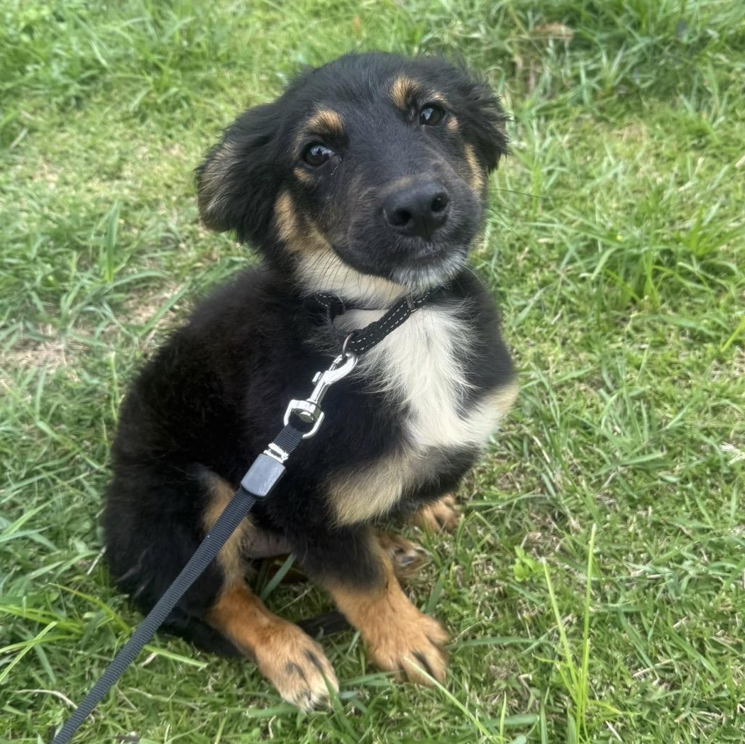 CORNFLAKES “Crunchy Little Charmer “The Cereal Litter" (out of town), Adoptable, Puppy Male Australian Shepherd & Australian Terrier.