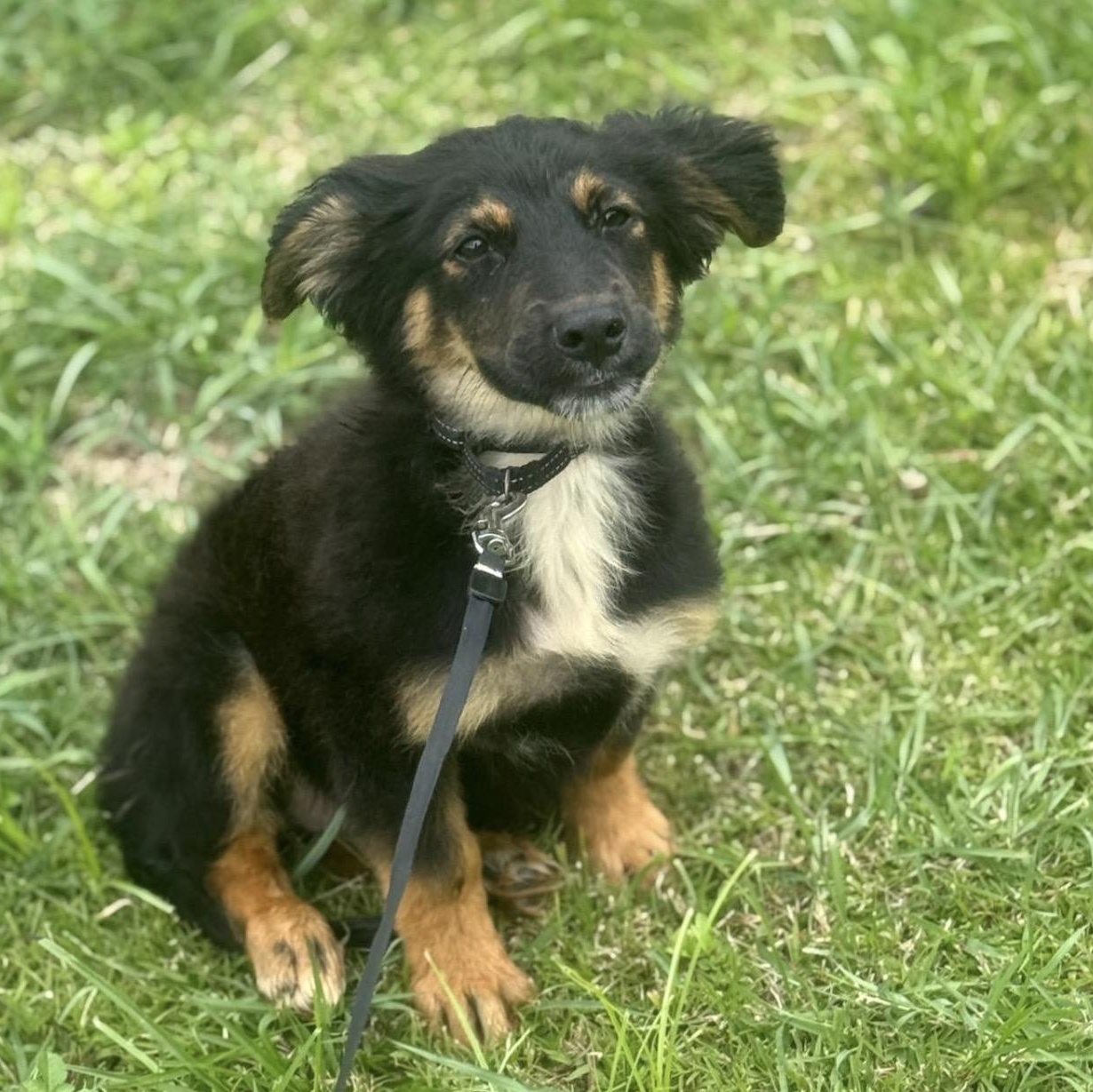 Enlarge CORNFLAKES “Crunchy Little Charmer “The Cereal Litter" (out of town), a Adoptable mixed breed in New York, NY image 5/6