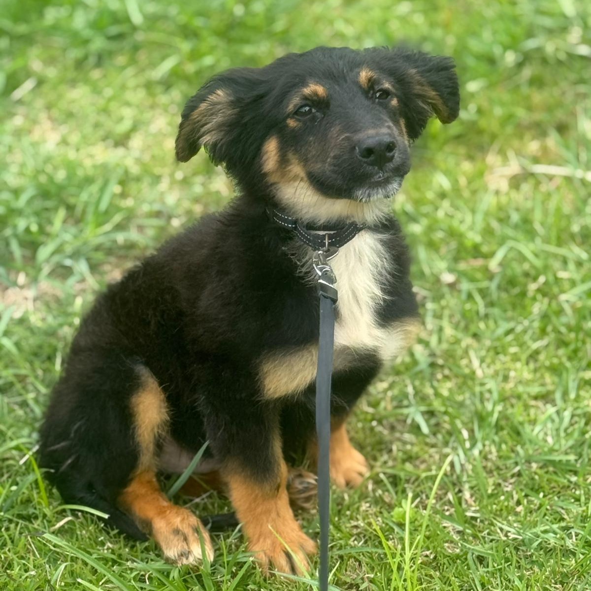 Enlarge CORNFLAKES “Crunchy Little Charmer “The Cereal Litter" (out of town), a Adoptable mixed breed in New York, NY image 4/6
