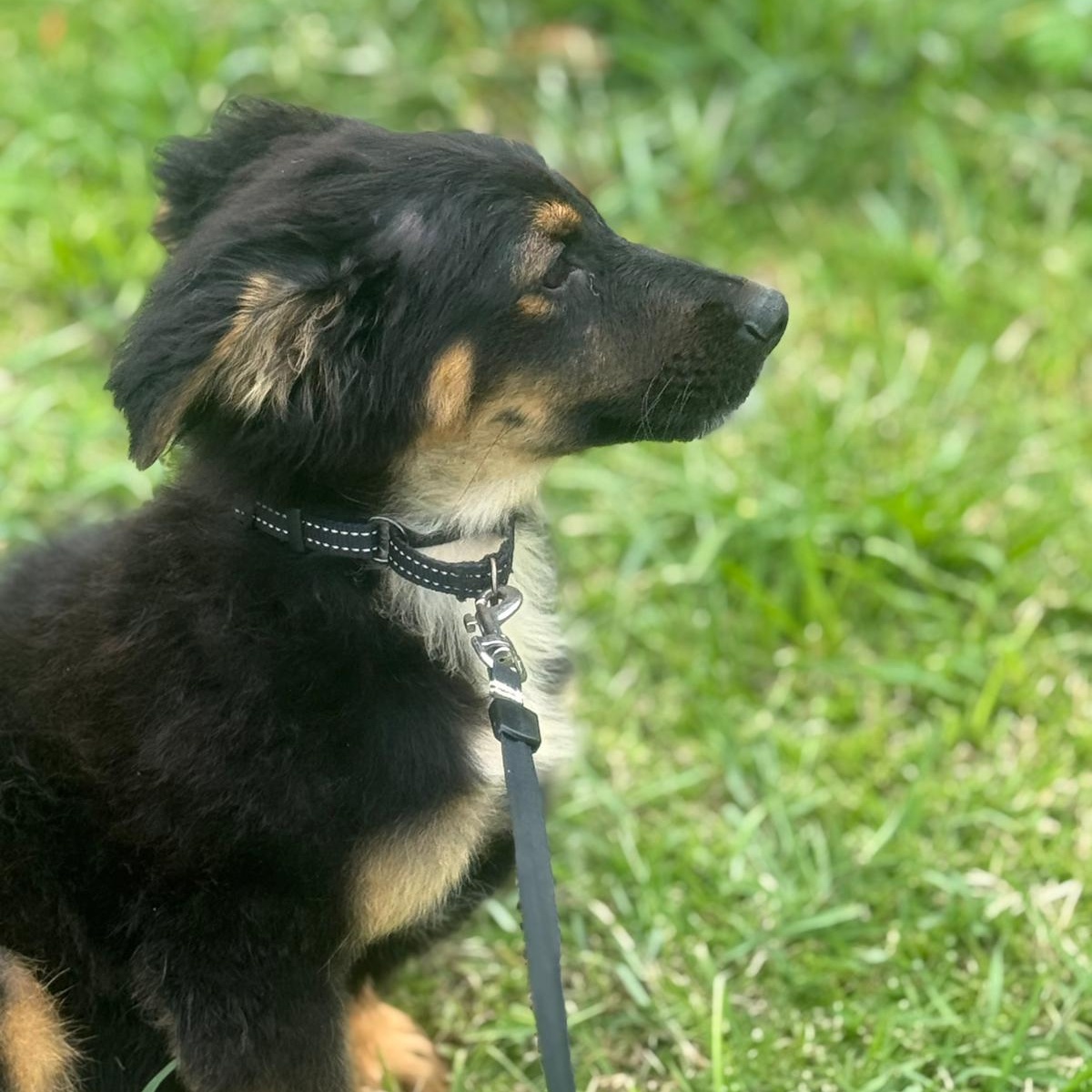 Enlarge CORNFLAKES “Crunchy Little Charmer “The Cereal Litter" (out of town), a Adoptable mixed breed in New York, NY image 2/6
