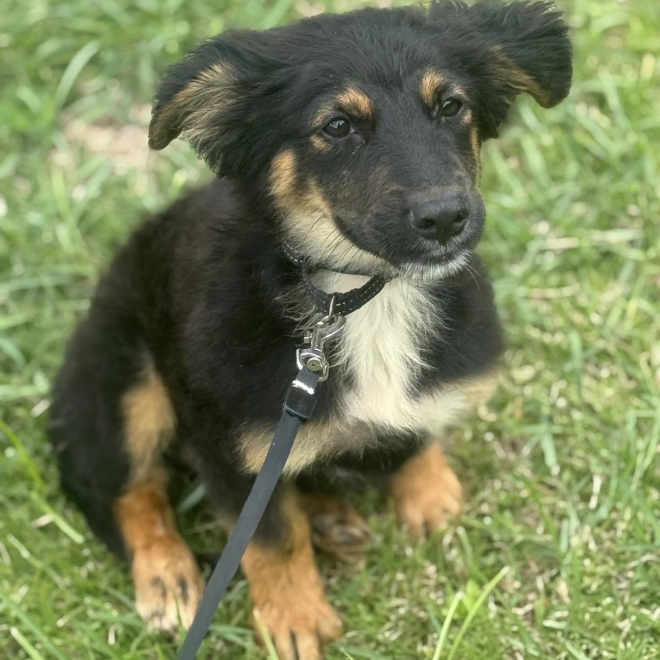 Enlarge CORNFLAKES “Crunchy Little Charmer “The Cereal Litter" (out of town), a Adoptable mixed breed in New York, NY image 6/6