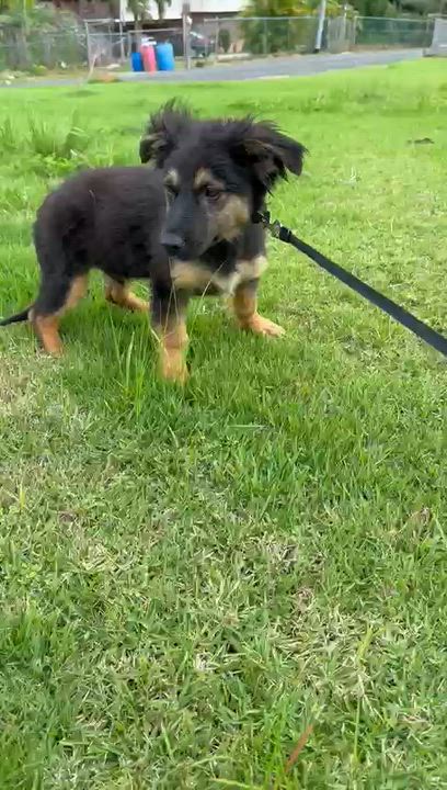 Enlarge CORNFLAKES “Crunchy Little Charmer “The Cereal Litter" (out of town), a Adoptable mixed breed in New York, NY video 3/6
