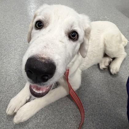 Dixie, Adoptable, Puppy Female Great Pyrenees & Mixed Breed.