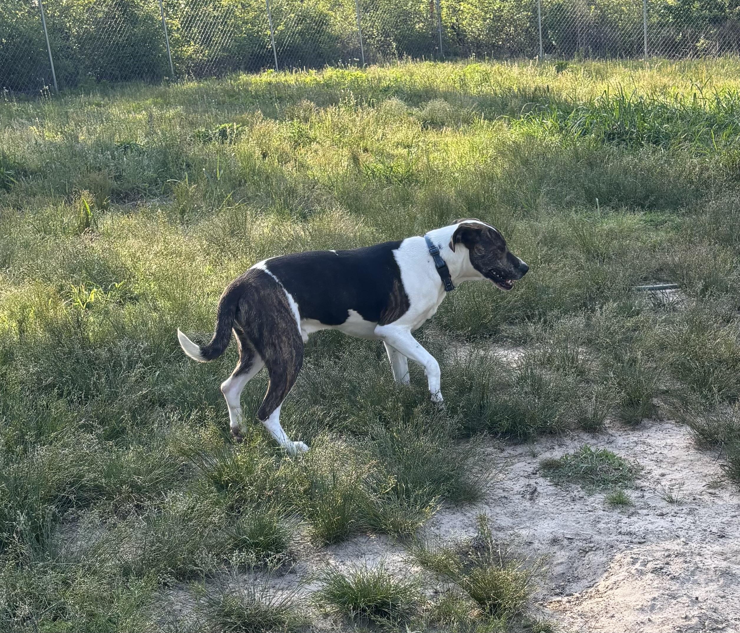 Eddie, Adoptable, Adult Male English Coonhound.