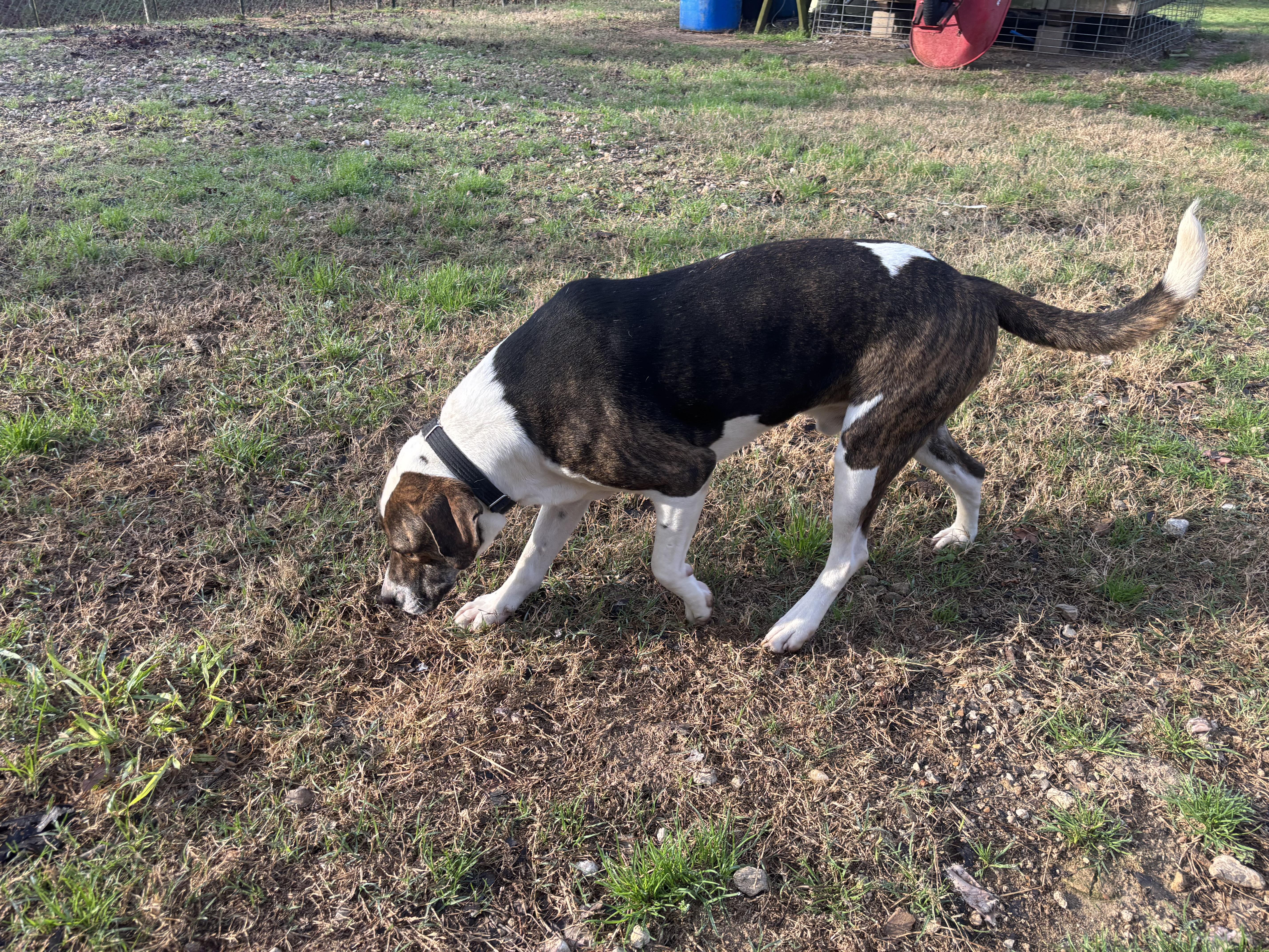 Enlarge Eddie, a Adoptable mixed breed in Coldspring, TX image 5/5