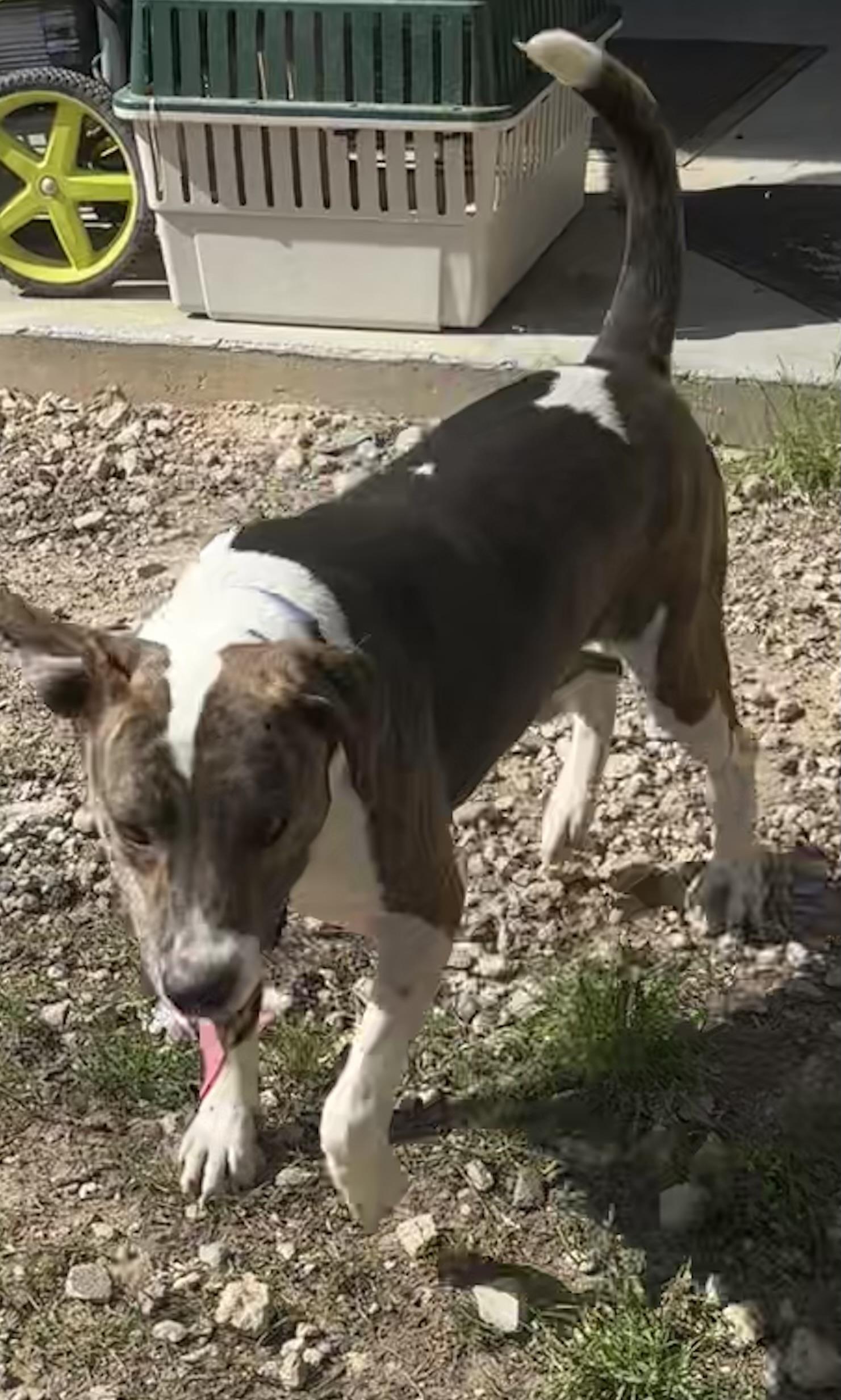 Enlarge Eddie, a Adoptable mixed breed in Coldspring, TX image 2/3