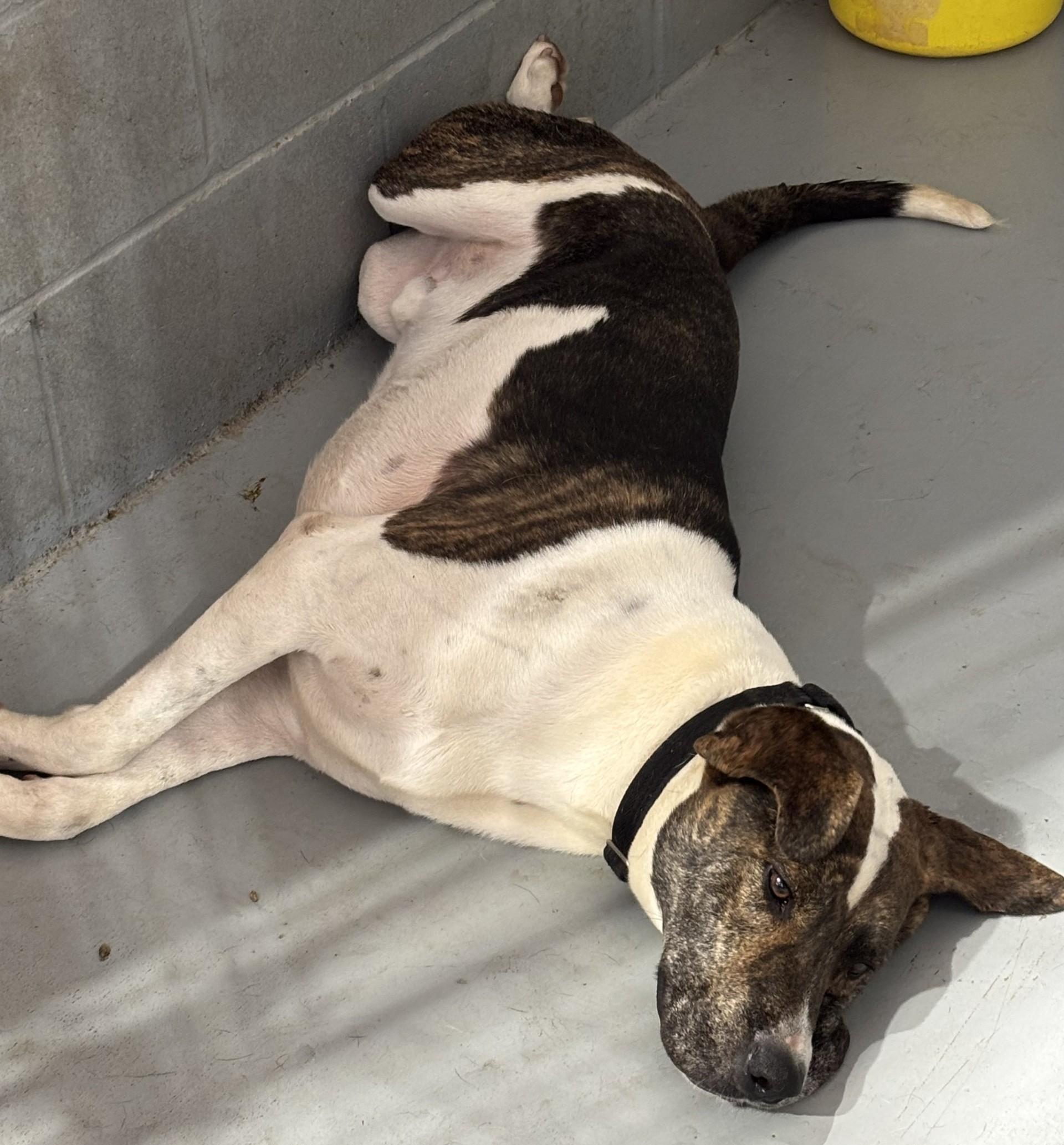 Eddie, Adoptable, Adult Male English Coonhound.