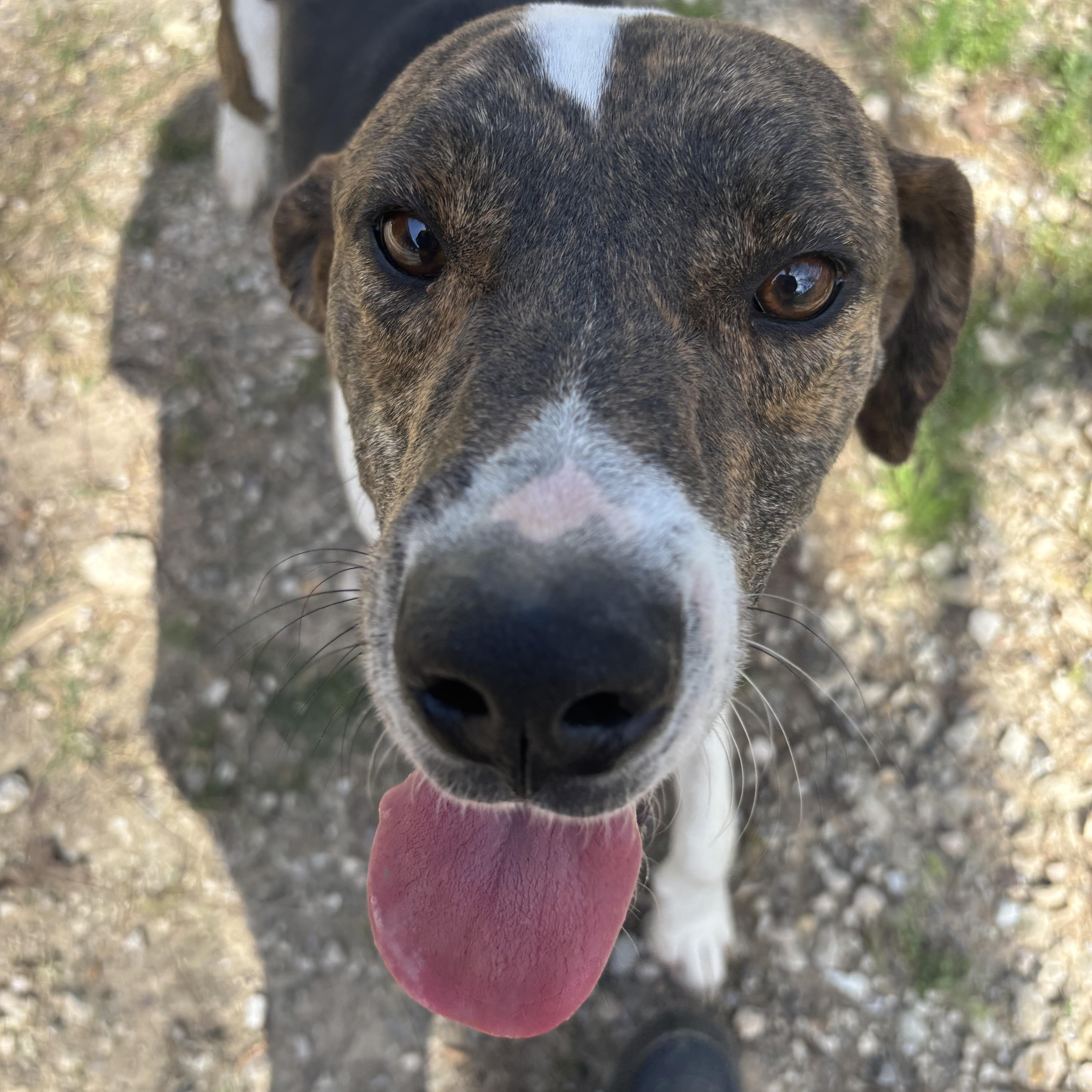 Enlarge Eddie, a Adoptable mixed breed in Coldspring, TX image 3/3