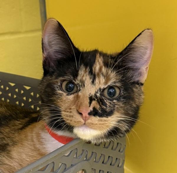 Marisol, Adoptable, Kitten Female Domestic Short Hair.