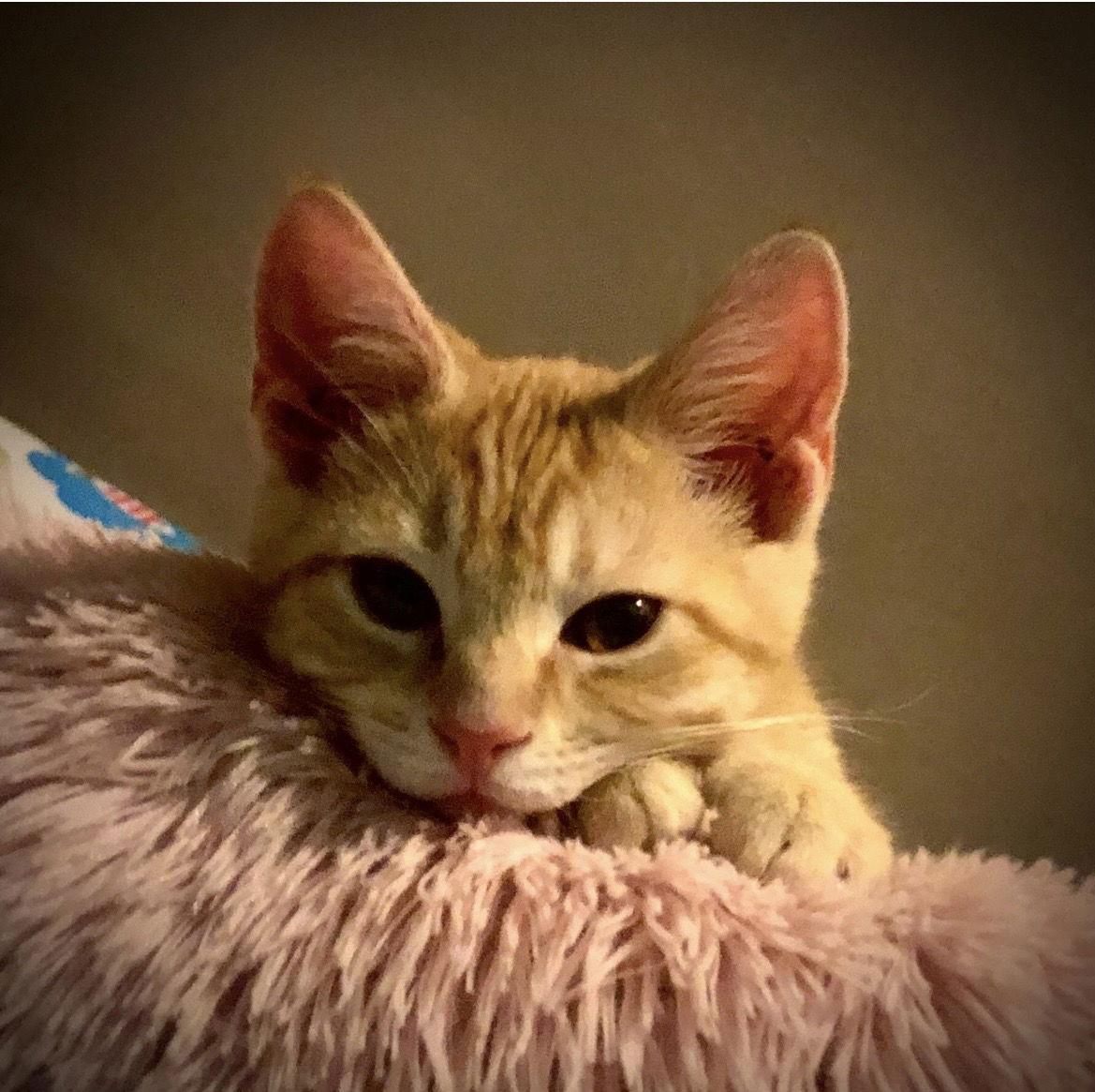 Vali, Adopted, Kitten Male Domestic Short Hair.