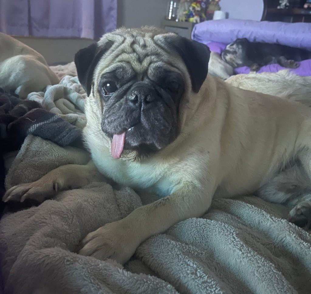 Enlarge Mr. Biggs, an adopted Pug in Grand Rapids, MI image 2/2