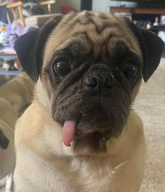 Enlarge Mr. Biggs, an adopted Pug in Grand Rapids, MI image 1/2