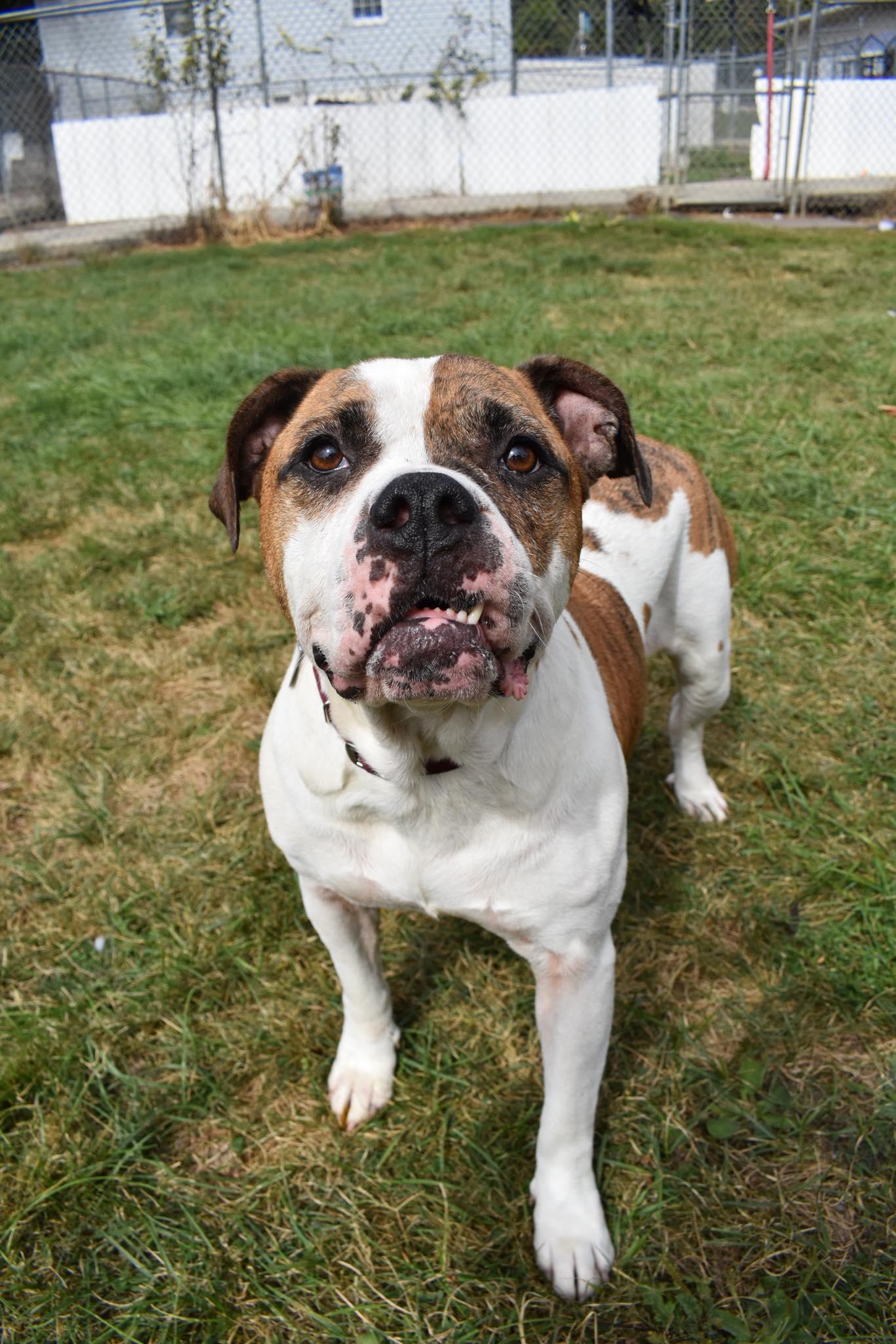 Sugar Cube, Adoptable, Adult Female Terrier.