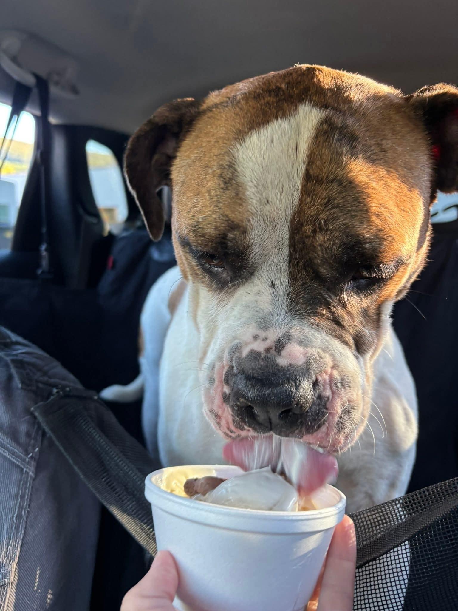 Sugar Cube, a Adoptable mixed breed in Altoona, PA image 2/3