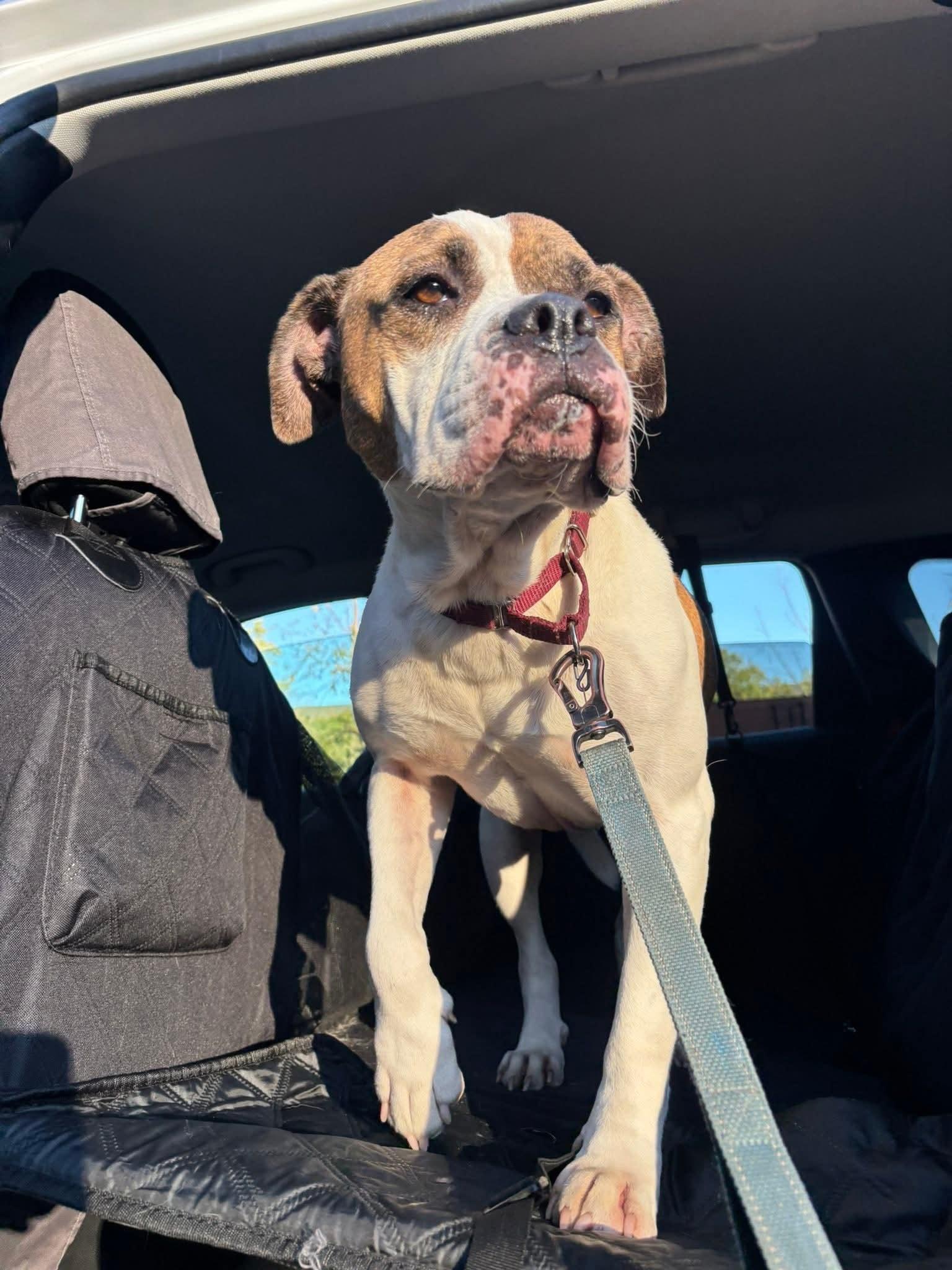 Sugar Cube, a Adoptable mixed breed in Altoona, PA image 3/3