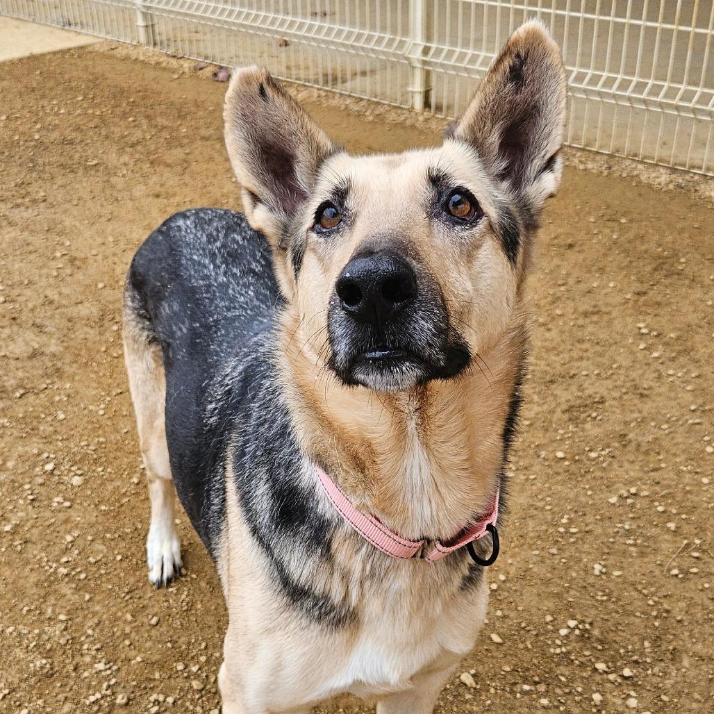 Enlarge Holly, a Adoptable German Shepherd Dog in Bentonville, AR image 1/4