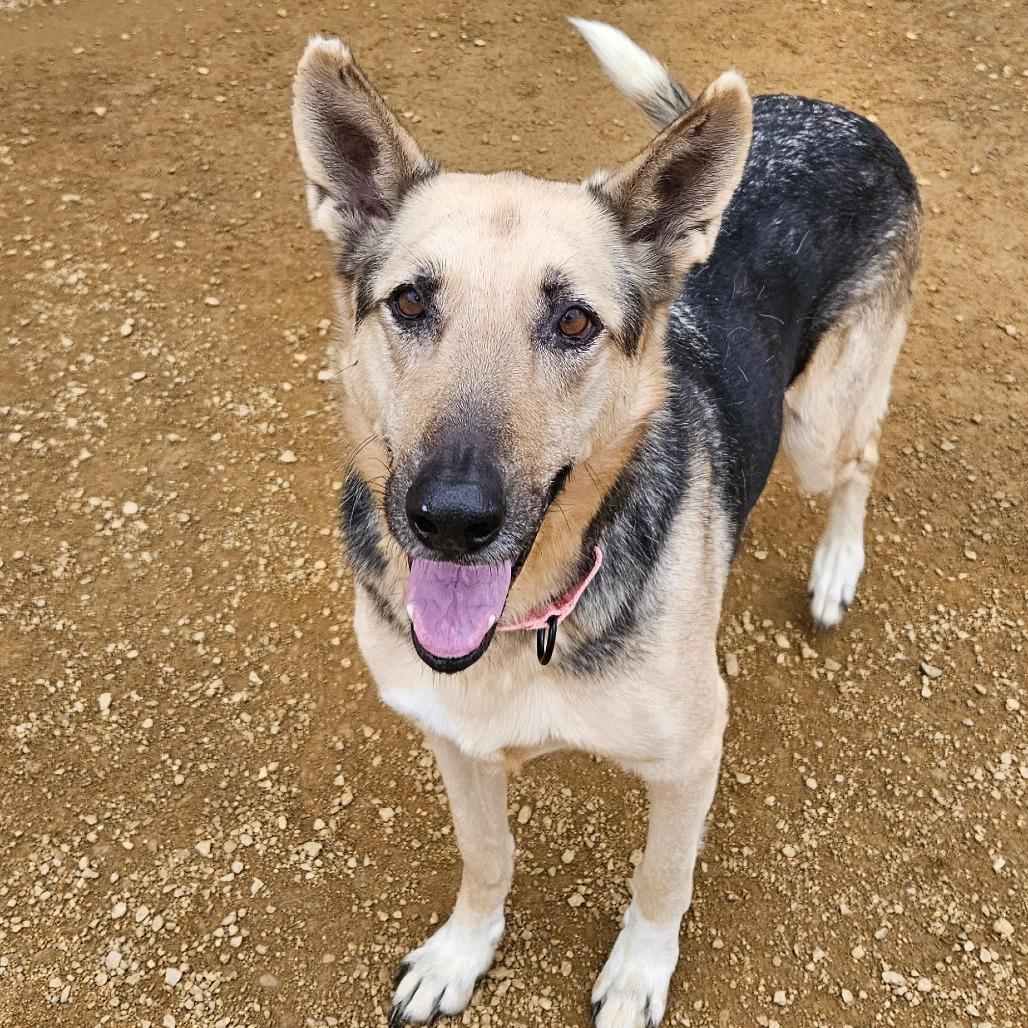 Enlarge Holly, a Adoptable German Shepherd Dog in Bentonville, AR image 2/4