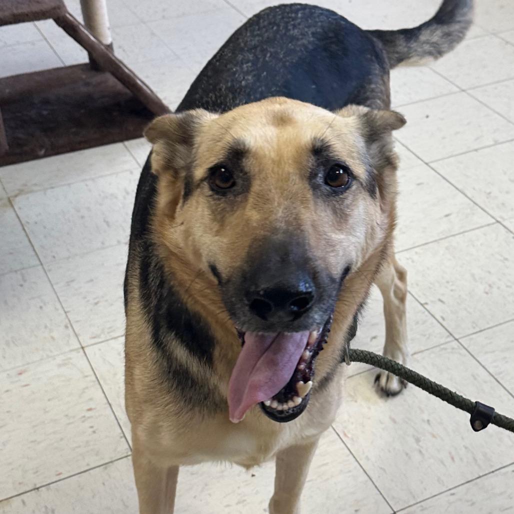 Enlarge Holly, a Adoptable German Shepherd Dog in Bentonville, AR image 3/4