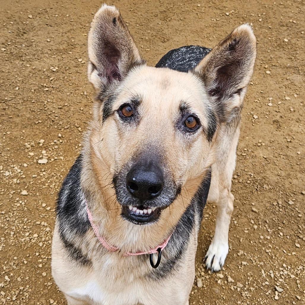 Enlarge Holly, a Adoptable German Shepherd Dog in Bentonville, AR image 4/4