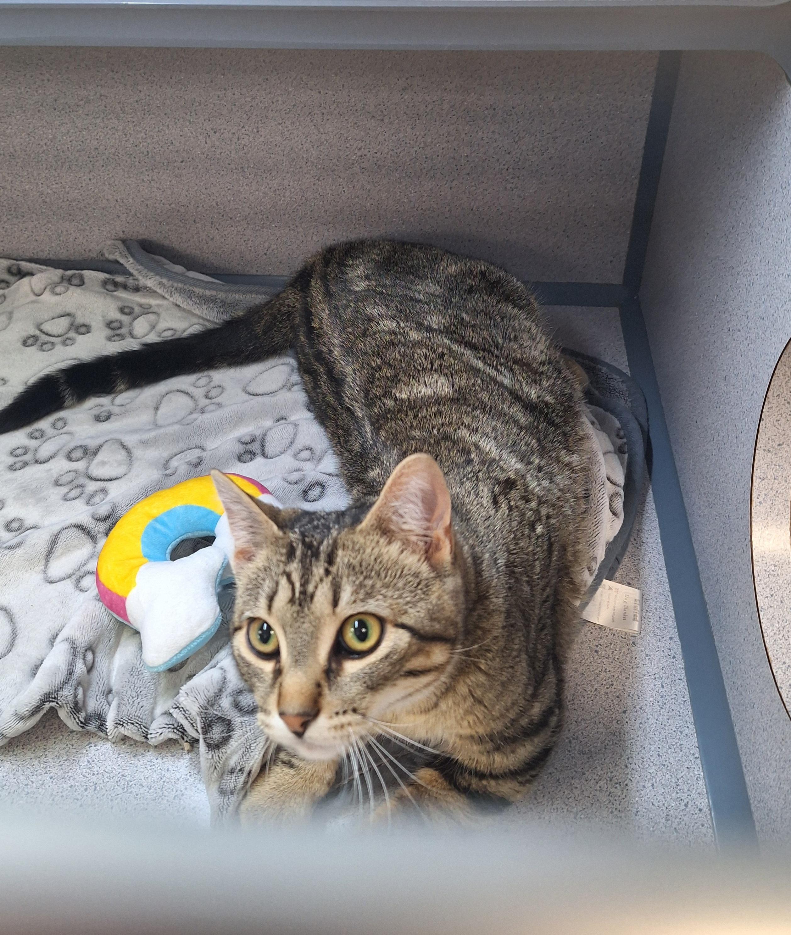 Noah, adopted, Young Male Domestic Short Hair.