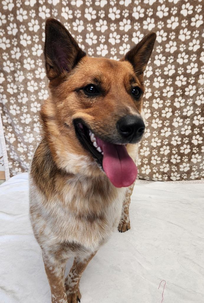 Jock, ADOPTABLE, Young Male Australian Cattle Dog / Blue Heeler & Shiba Inu.