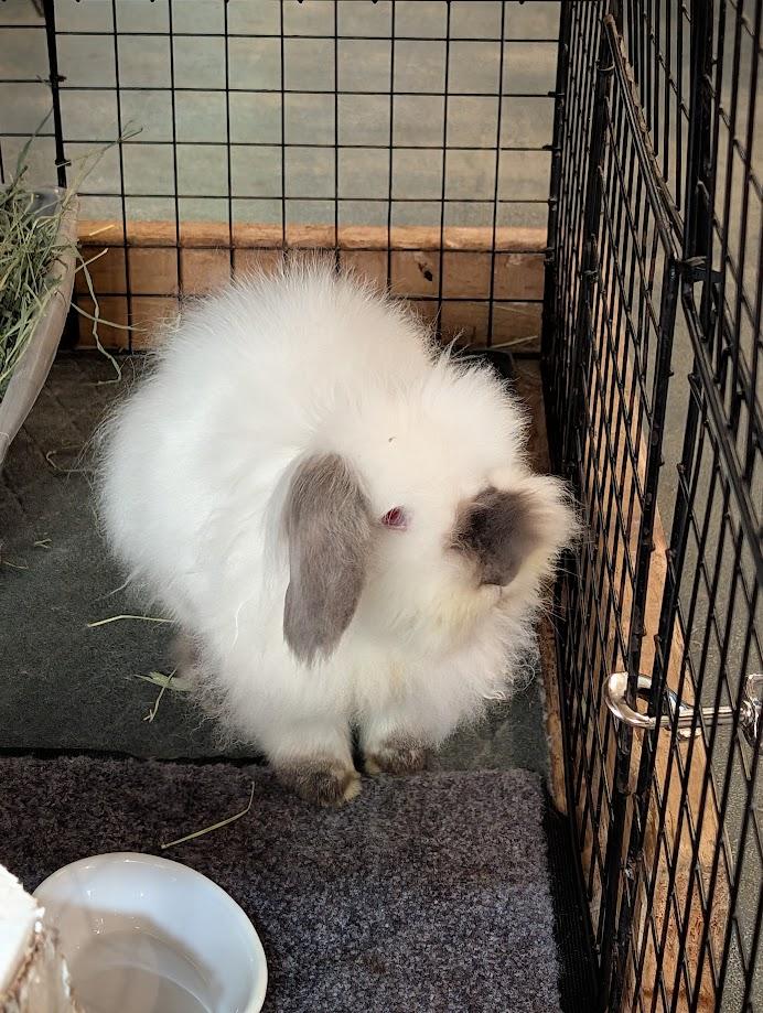 Agatha, Adoptable, Adult Female Bunny Rabbit.