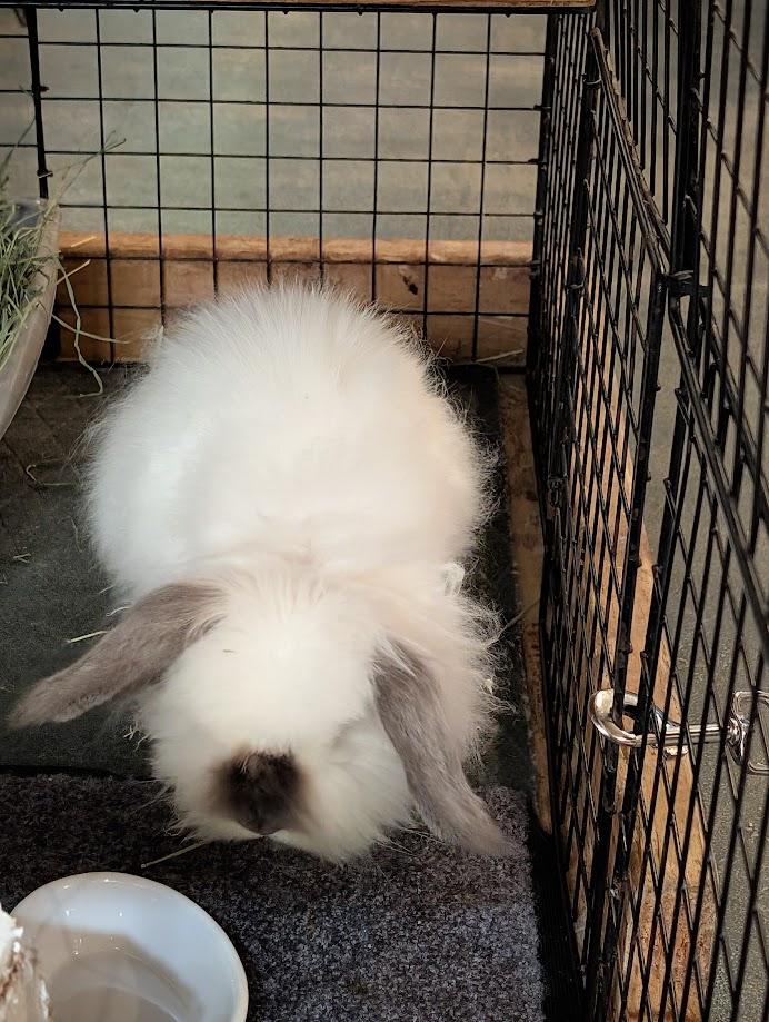 Enlarge Agatha, a Adoptable Bunny Rabbit in Carnation, WA image 2/3