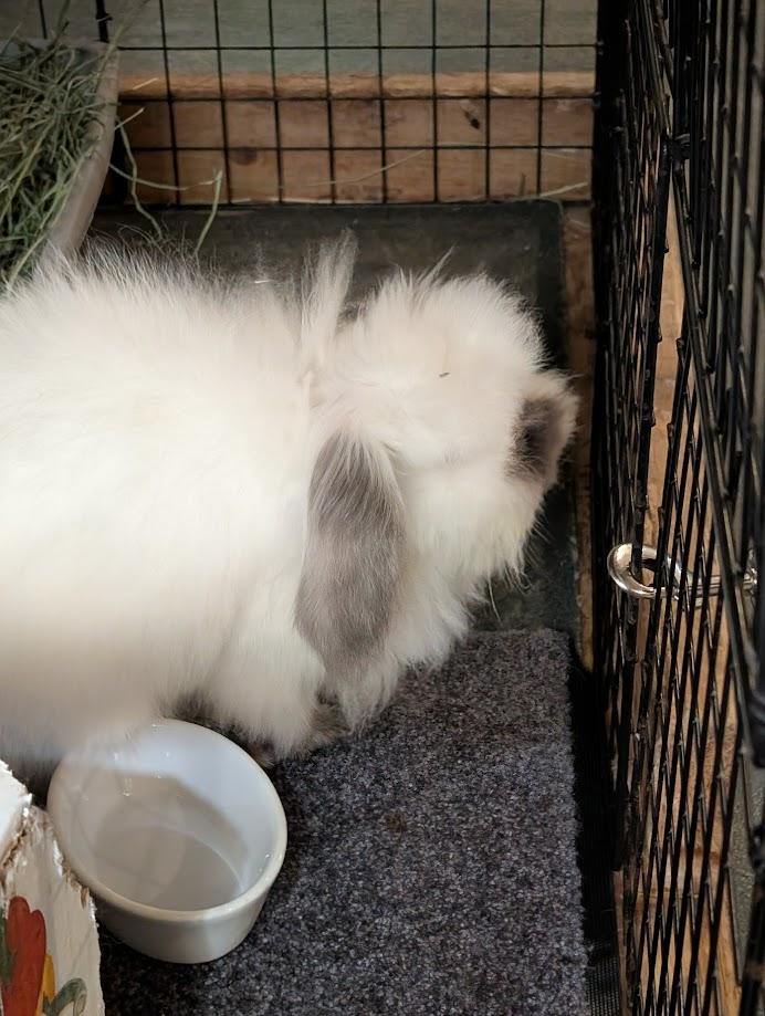 Enlarge Agatha, a Adoptable Bunny Rabbit in Carnation, WA image 3/3
